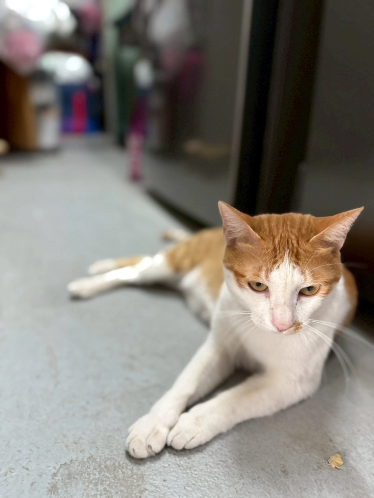 屏東縣潮州鎮 哩賀咖啡