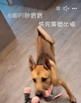 毛孩洗澡像打仗？你試過芳療洗護了嗎？