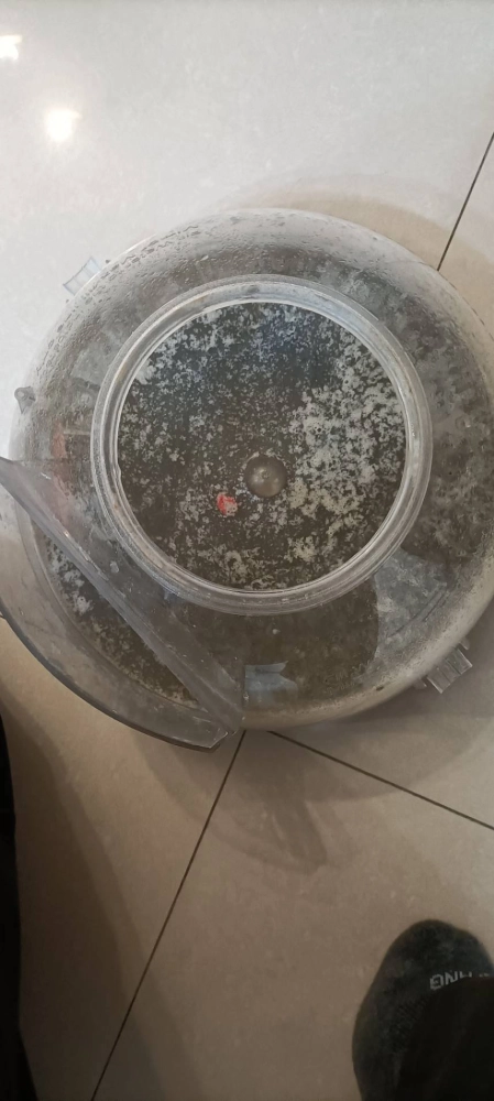 左營柯小姐