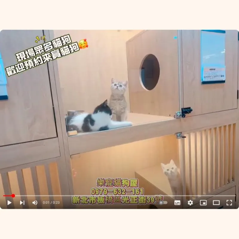 現場眾多貓狗 歡迎預約來賞貓狗