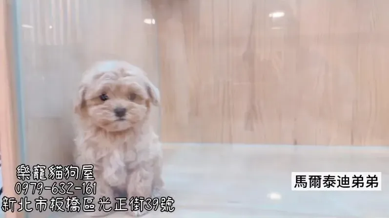 馬爾泰迪弟弟