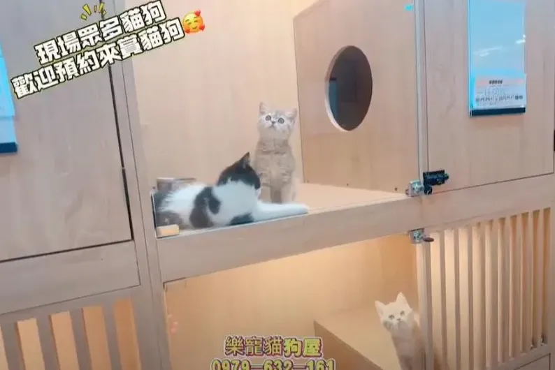 現場眾多貓狗 歡迎預約來賞貓狗