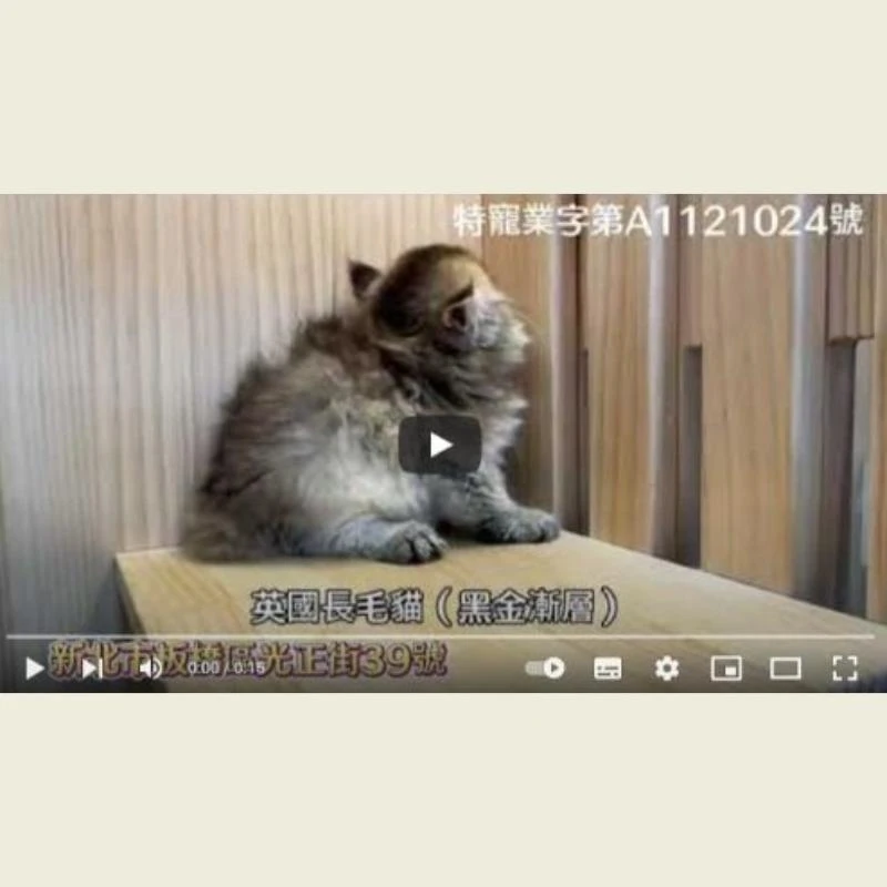 英國長毛貓-黑金漸層