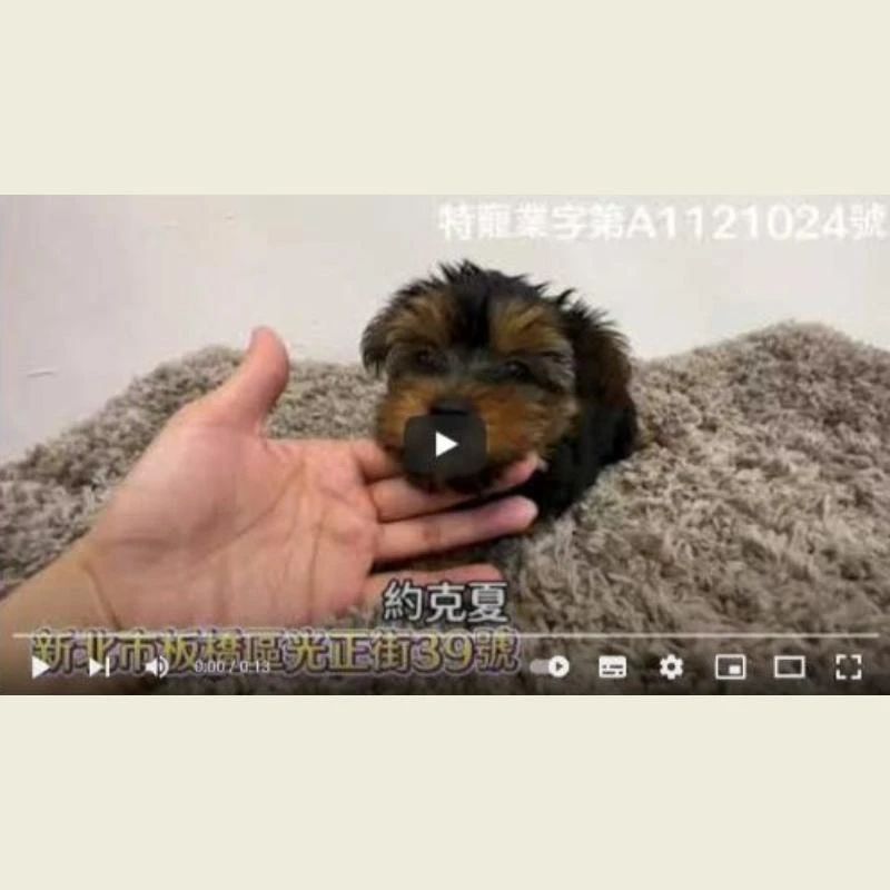 約克夏幼犬