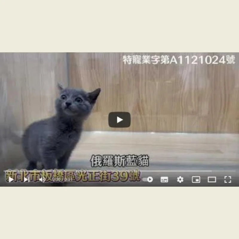 俄羅斯藍貓