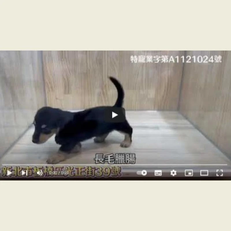 長毛臘腸幼犬