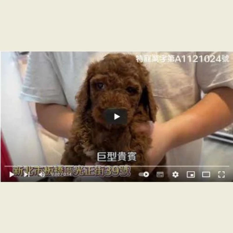 巨型貴賓幼犬