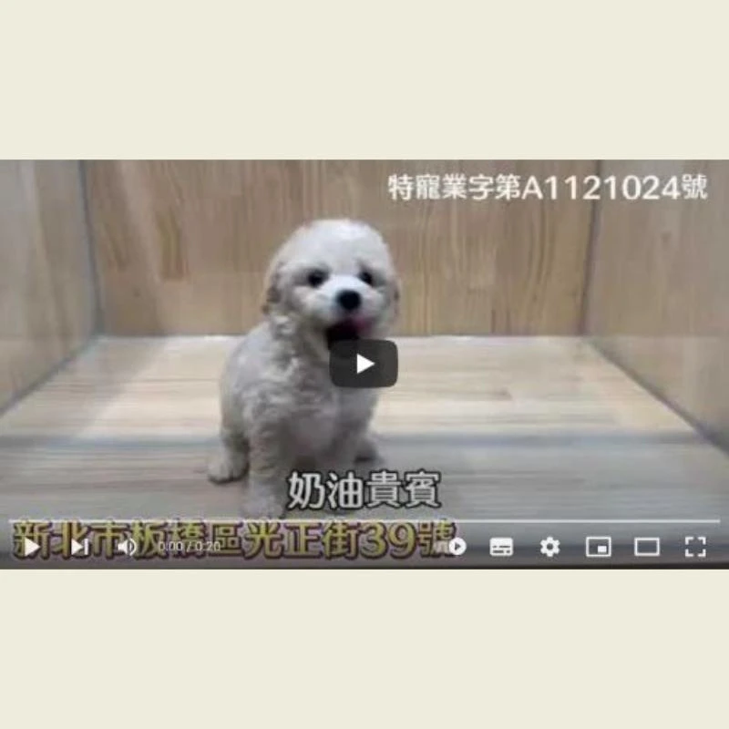 奶油貴賓幼犬