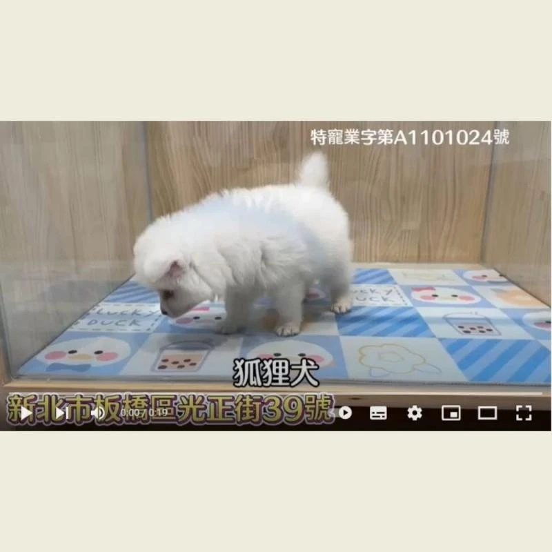 狐狸犬,狐狸犬幼犬