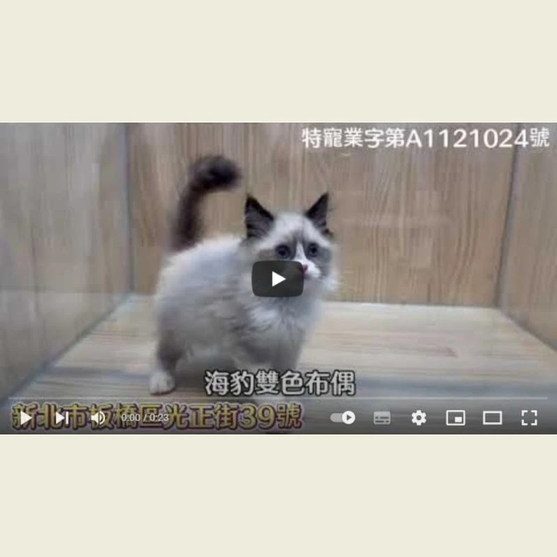 海豹雙色布偶,布偶幼貓