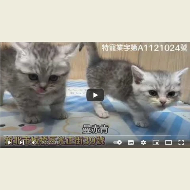 曼赤肯,曼赤肯幼貓