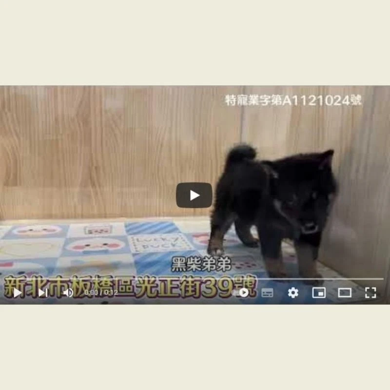 黑柴,柴犬幼犬