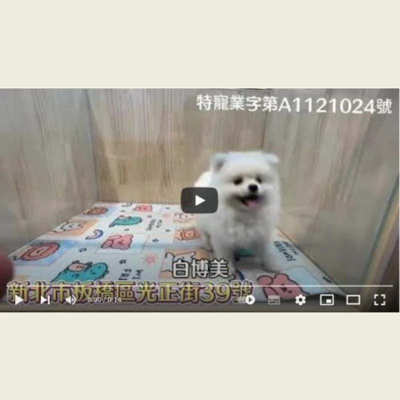 白博美,博美幼犬