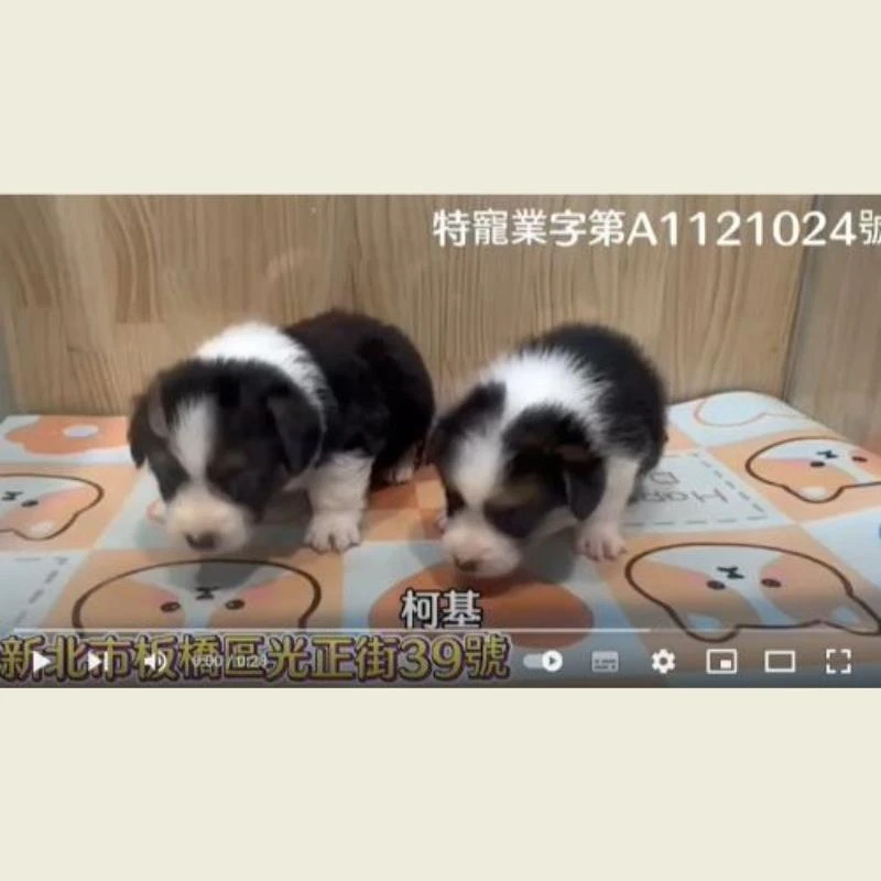 柯基,柯基幼犬