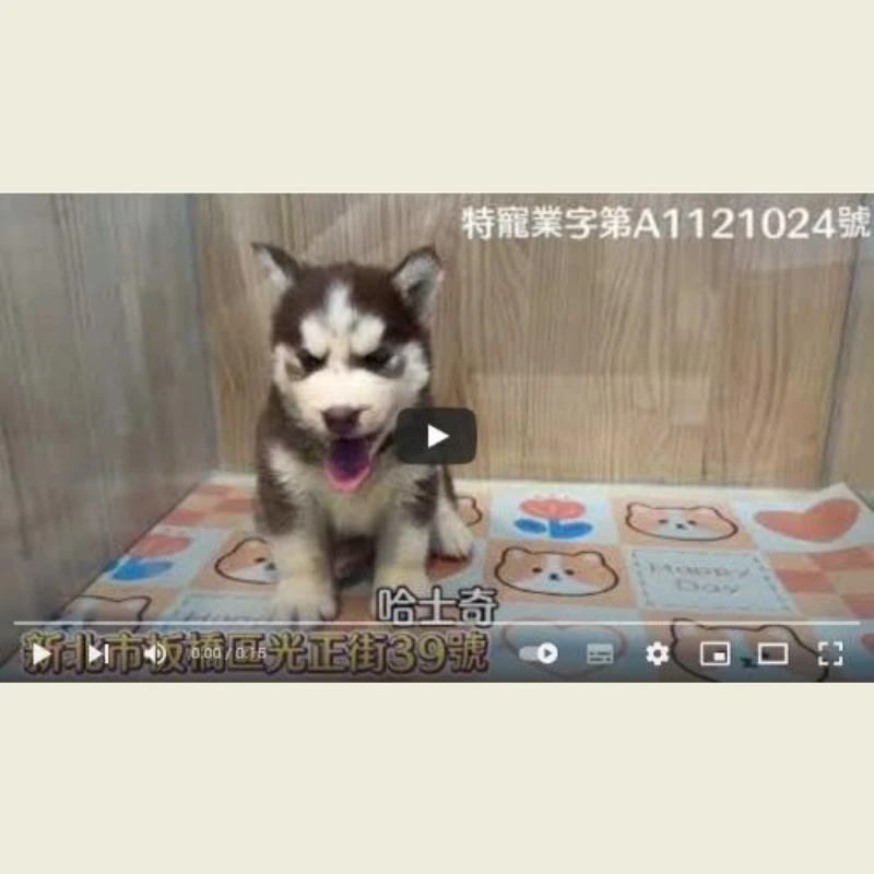 哈士奇,哈士奇幼犬
