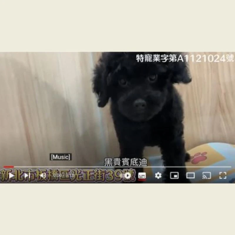 黑貴賓,黑貴賓幼犬,貴賓幼犬