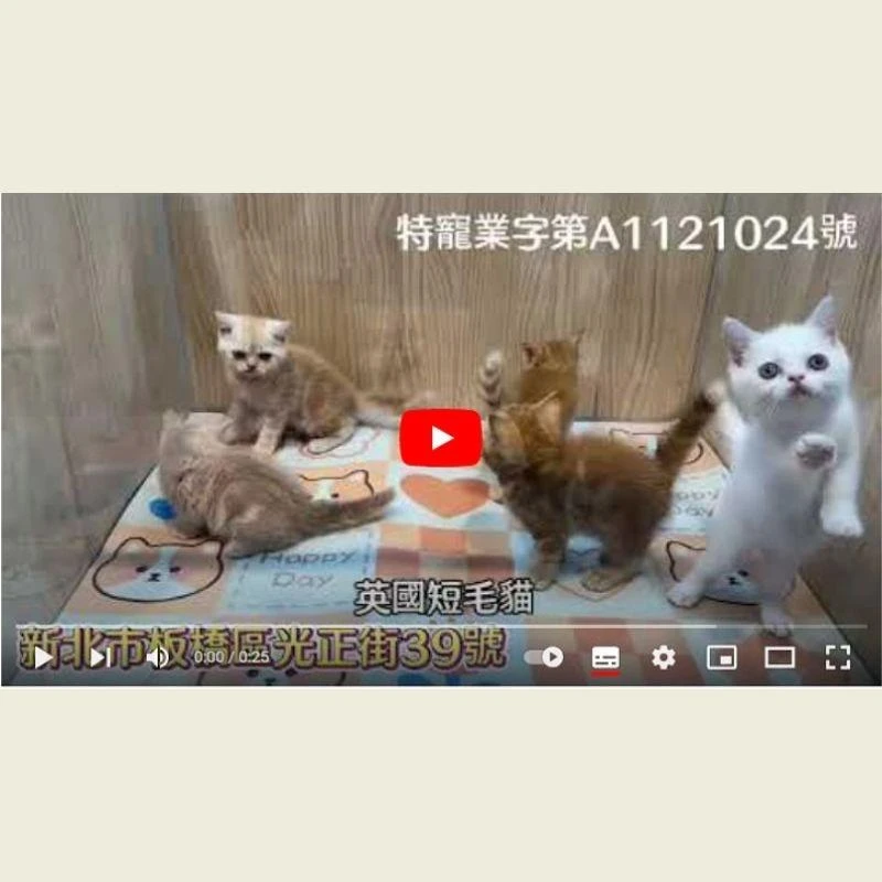 英國短毛貓,短毛貓幼貓