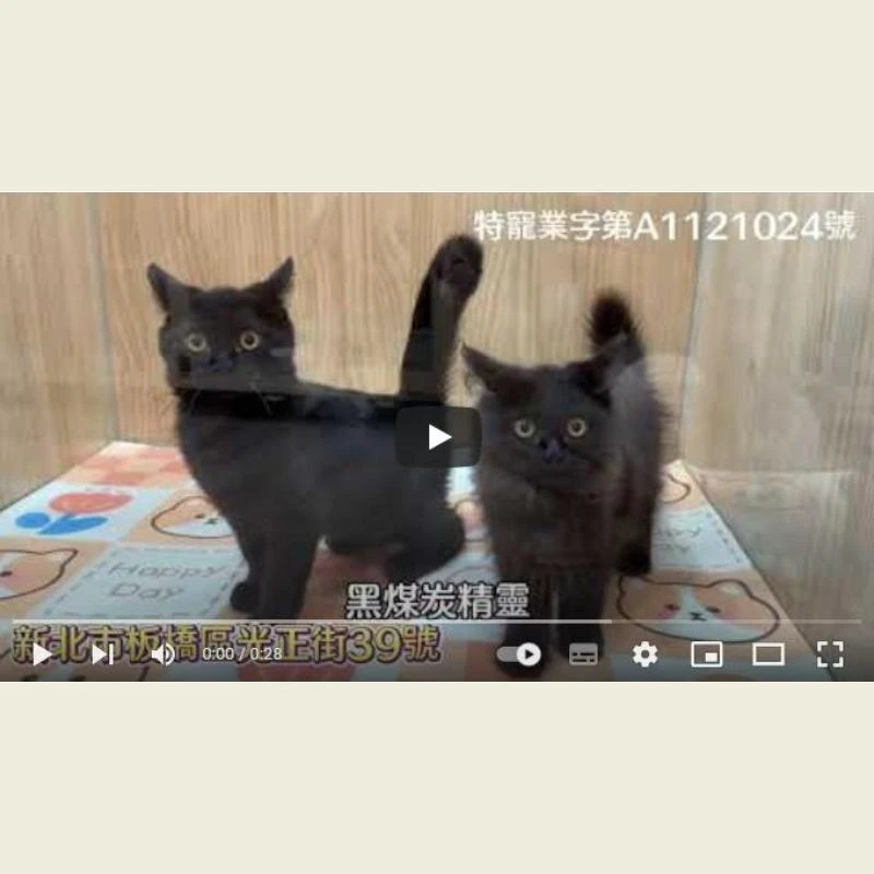 黑煤炭精靈,英短貓,英短幼貓