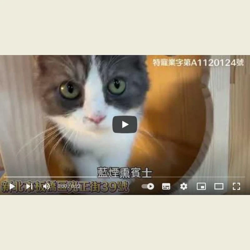 藍煙燻賓士,英短貓,英短幼貓