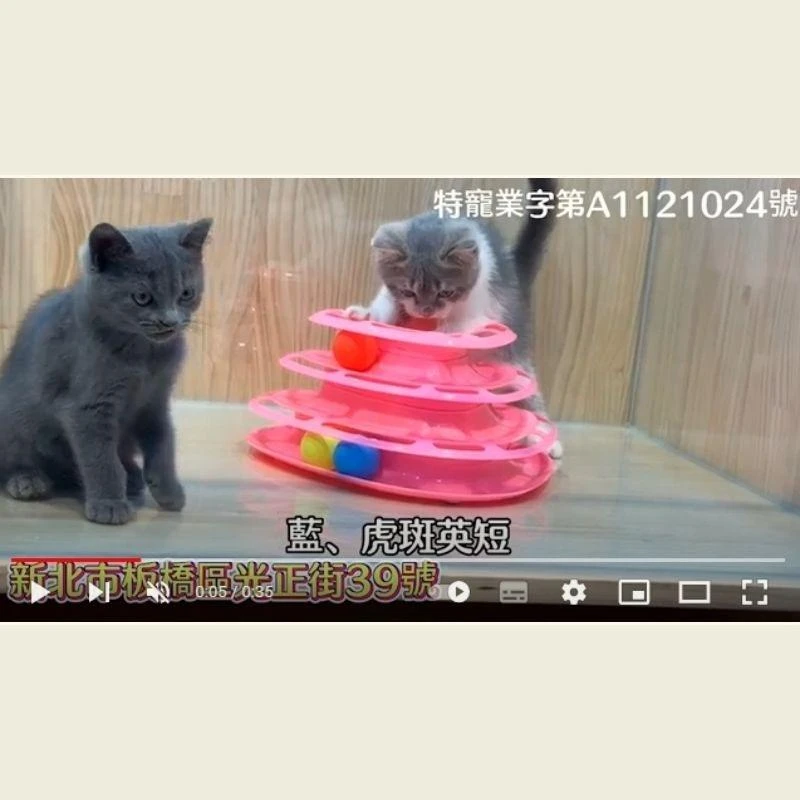 藍虎斑英短,虎斑英短,英短幼貓