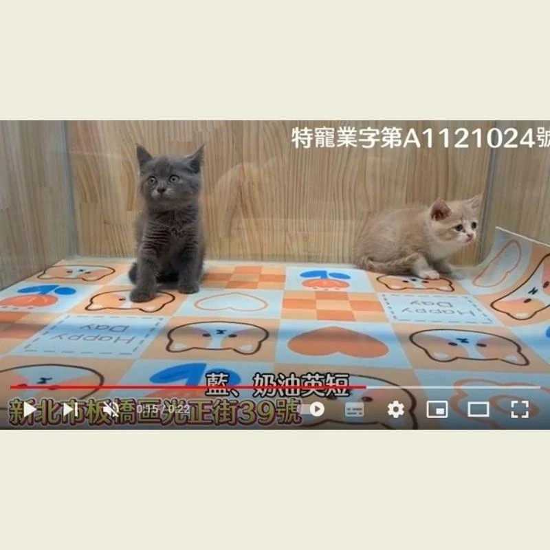 藍奶油英短,英短幼貓