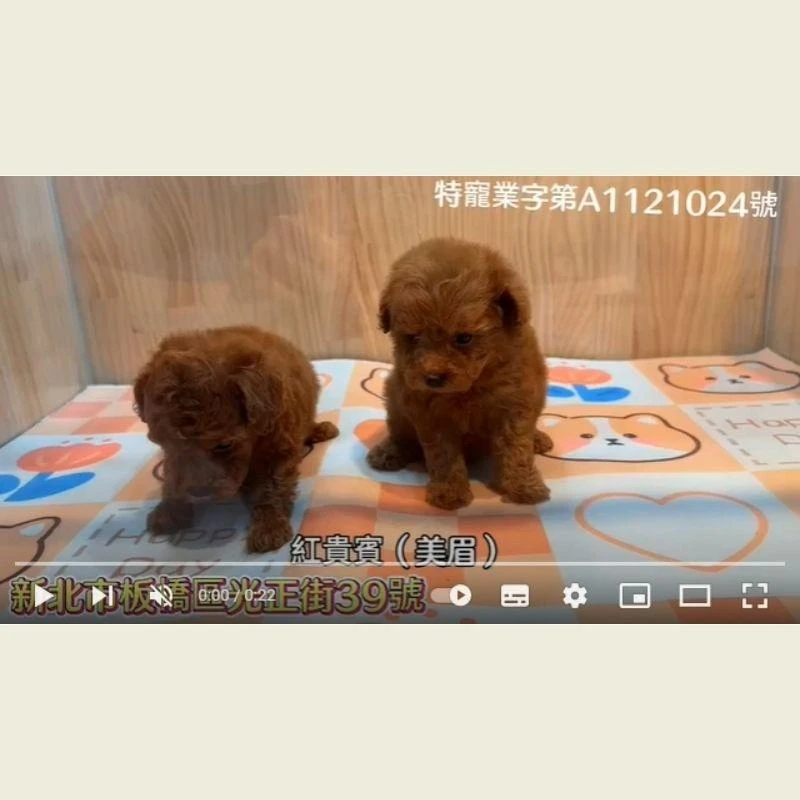 紅貴賓,紅貴賓幼犬,貴賓幼犬