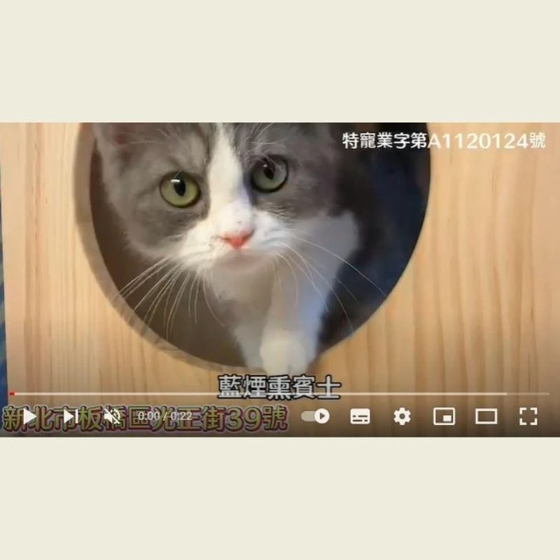 藍煙燻賓士,英短貓,英短幼貓