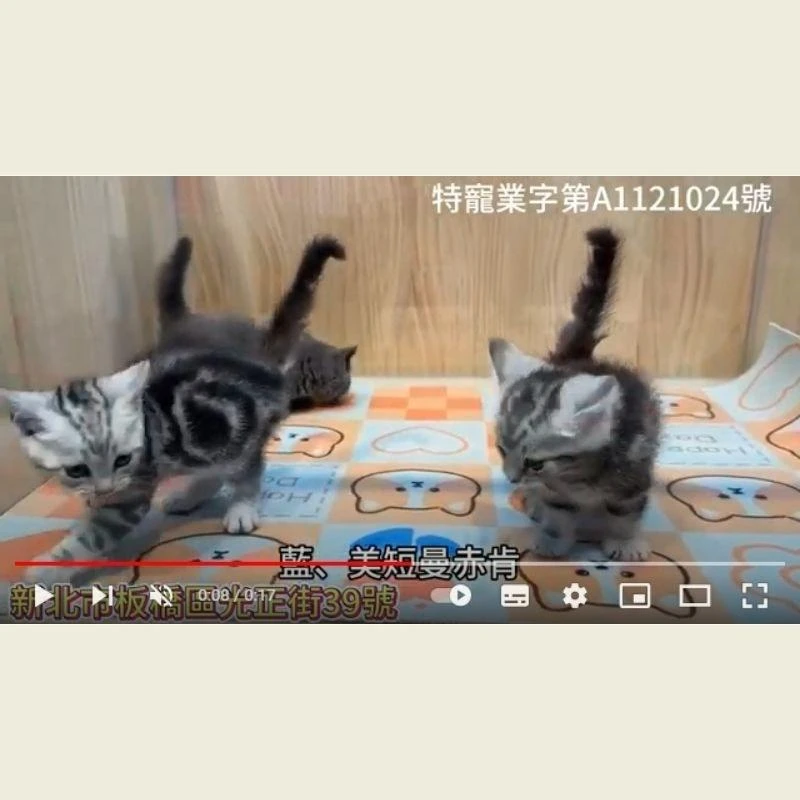 藍美短曼赤肯,曼赤肯幼貓,美短幼貓