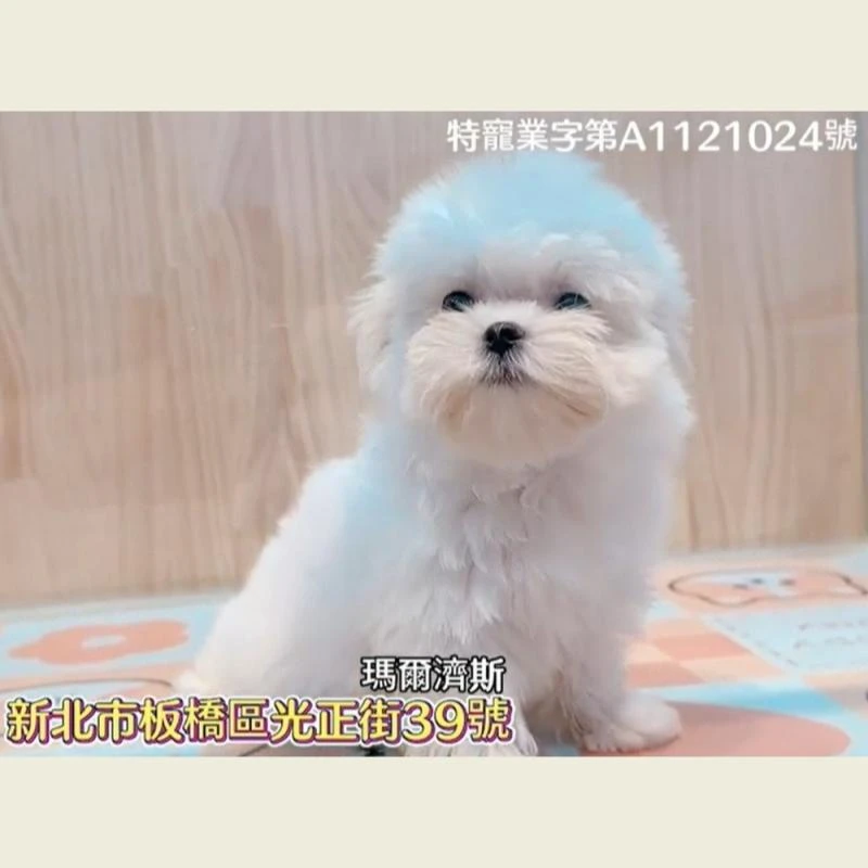 瑪爾濟斯,瑪爾濟斯幼犬