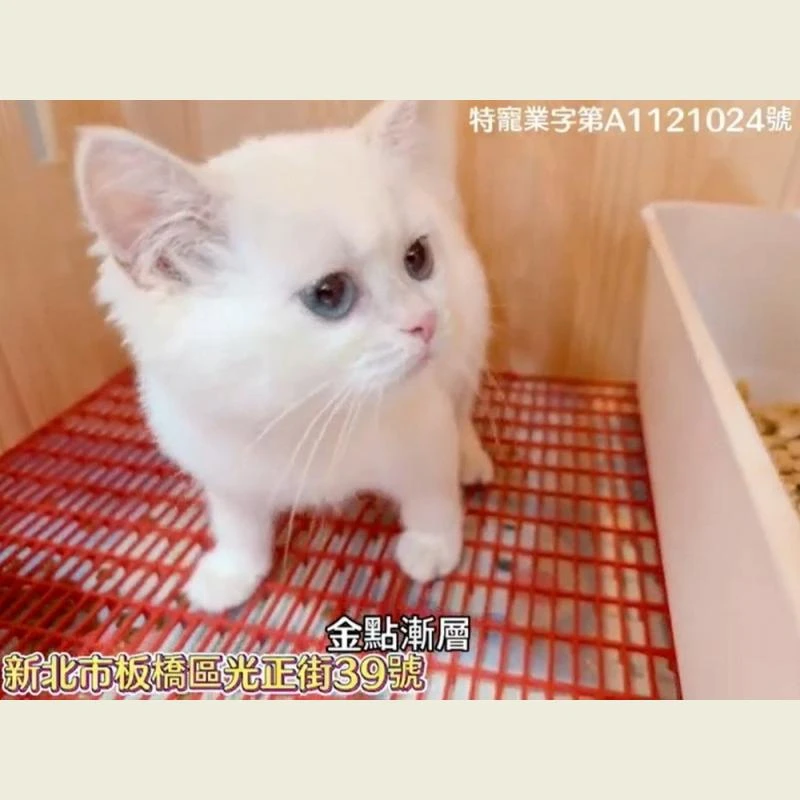 金點漸層,金漸層幼貓