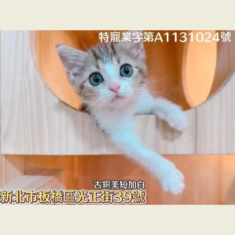 古銅美短加白,美短幼貓