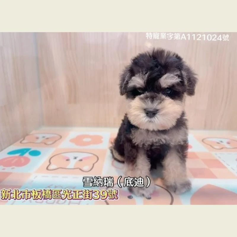 雪納瑞,雪納瑞幼犬