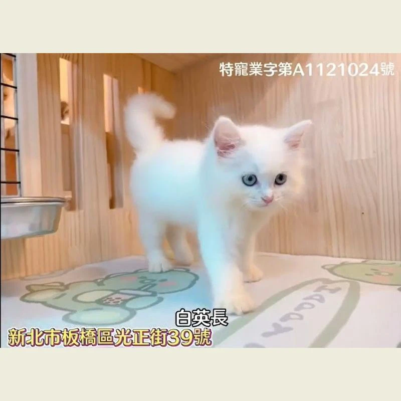 白英長,英長幼貓,英國長毛貓