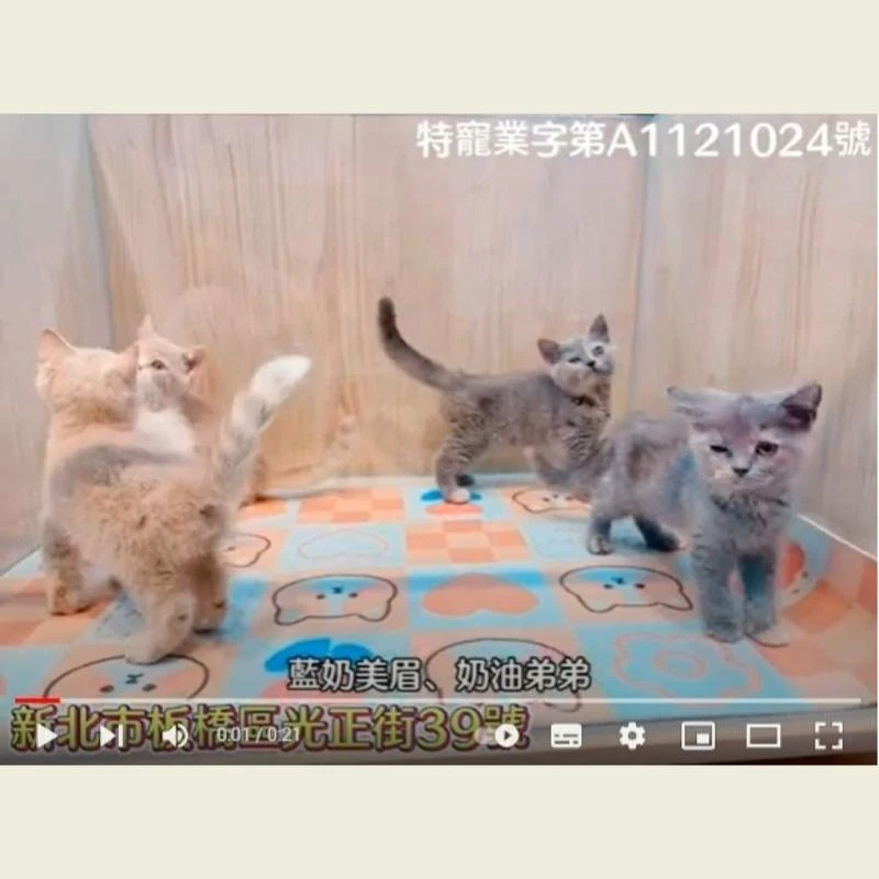 藍奶英短,奶油英短,英短幼貓