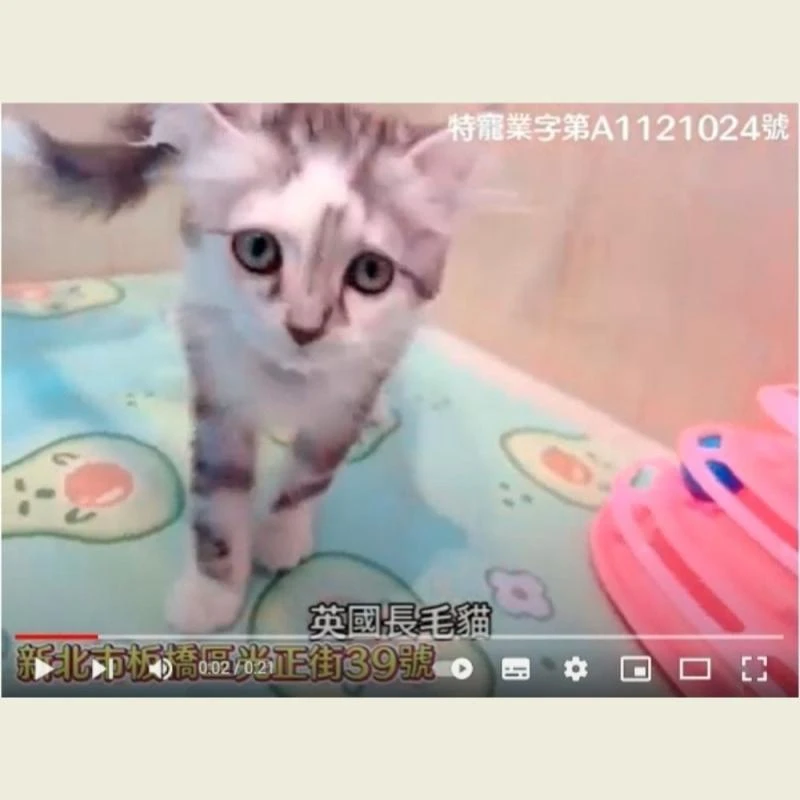 英國長毛貓,英國長毛貓幼貓