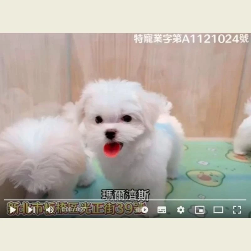 瑪爾濟斯,瑪爾濟斯幼犬