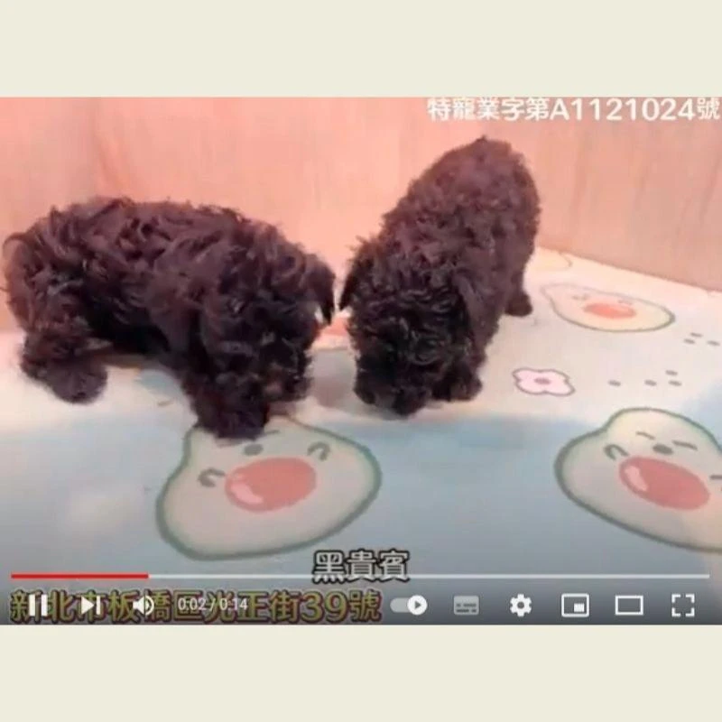 黑貴賓,貴賓,貴賓幼犬