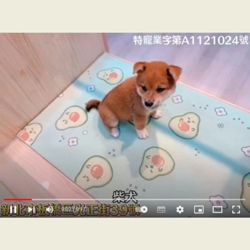柴犬,柴犬幼犬