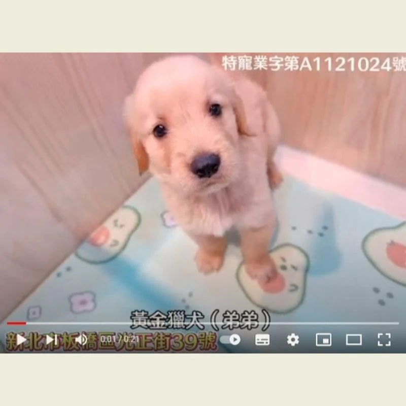 黃金獵犬,黃金獵犬幼犬