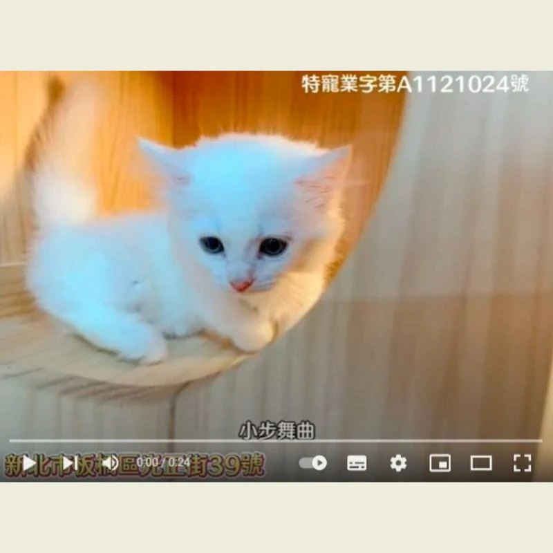 小步舞曲,小步舞曲幼犬