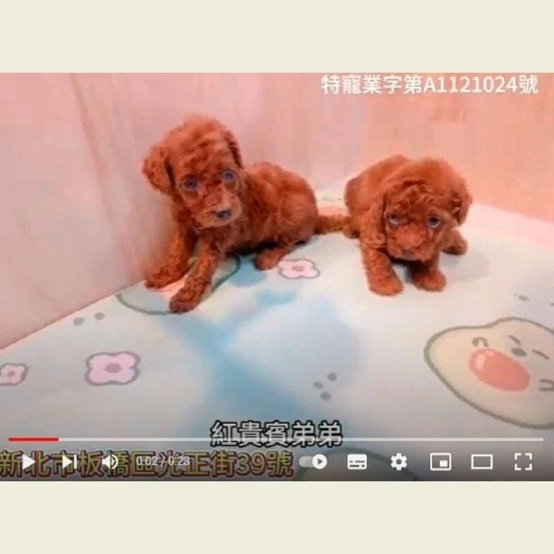 紅貴賓,紅貴賓幼犬