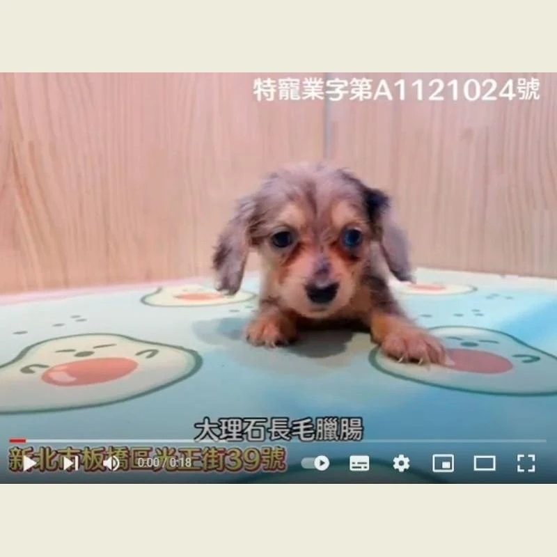 大理石長毛臘腸,臘腸,臘腸幼犬