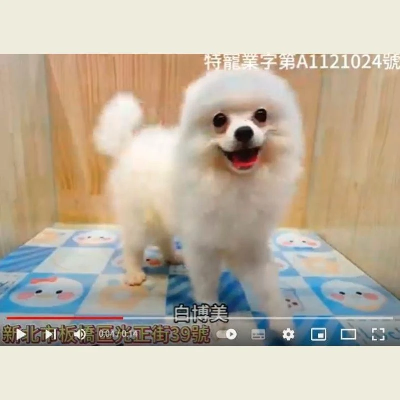 白博美,博美,博美幼犬