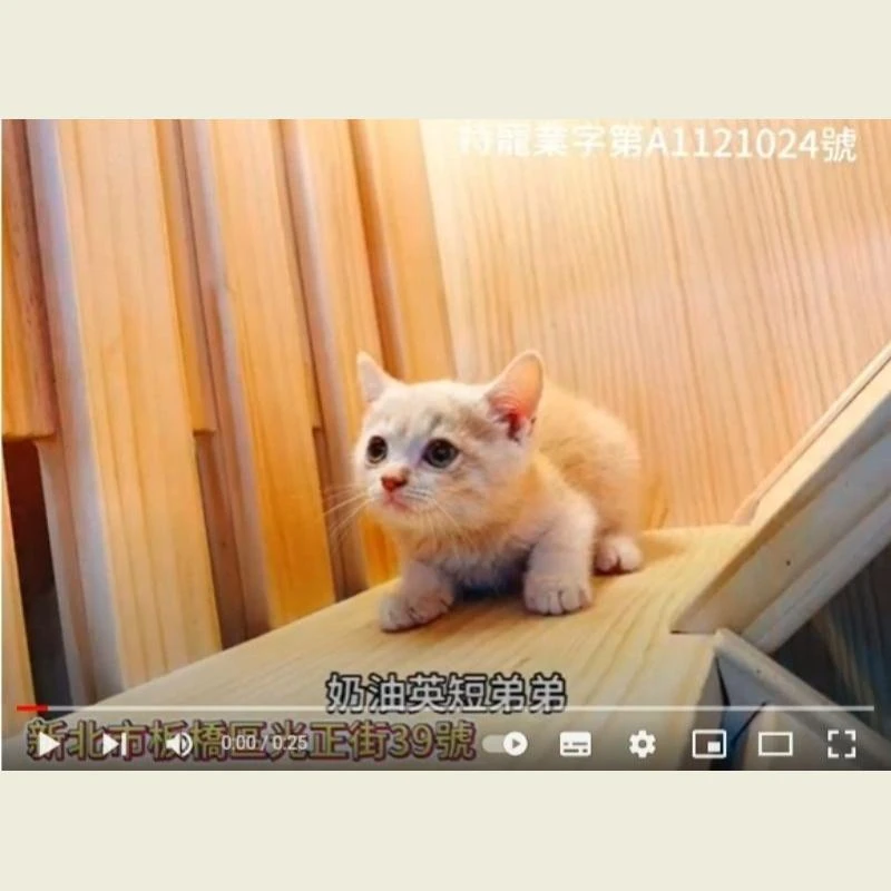奶油英短弟弟,奶油英短,英短,英短幼貓