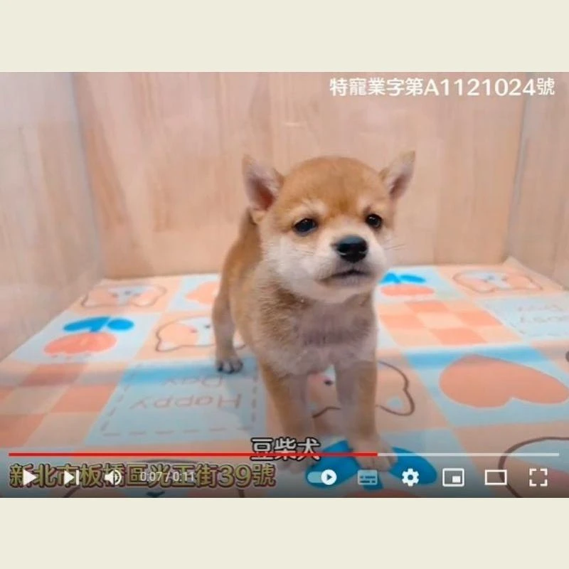 豆柴犬,柴犬,柴犬幼犬