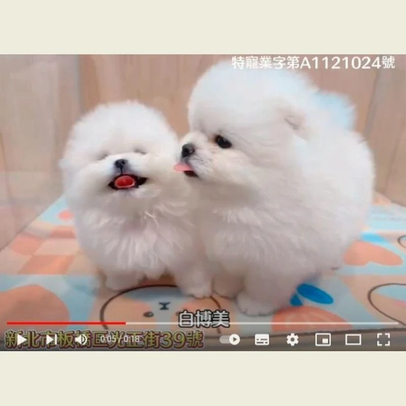 白博美,博美,博美幼犬