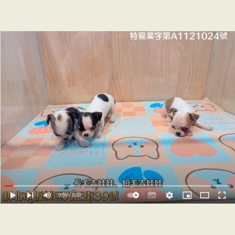 長毛吉娃娃,短毛吉娃娃,吉娃娃,吉娃娃幼犬