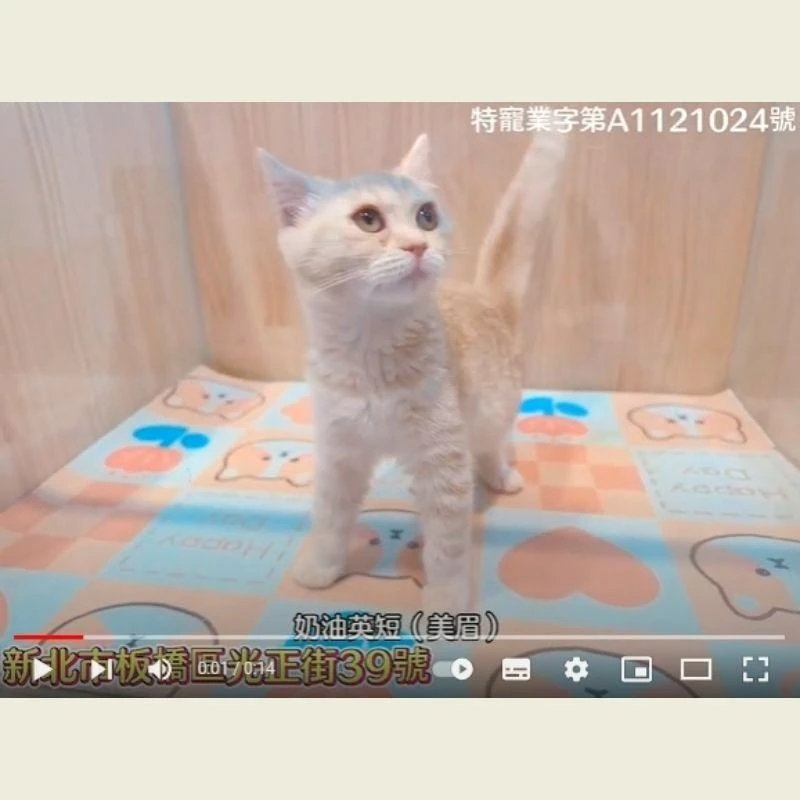奶油英短美眉,英國短毛貓,英短幼貓