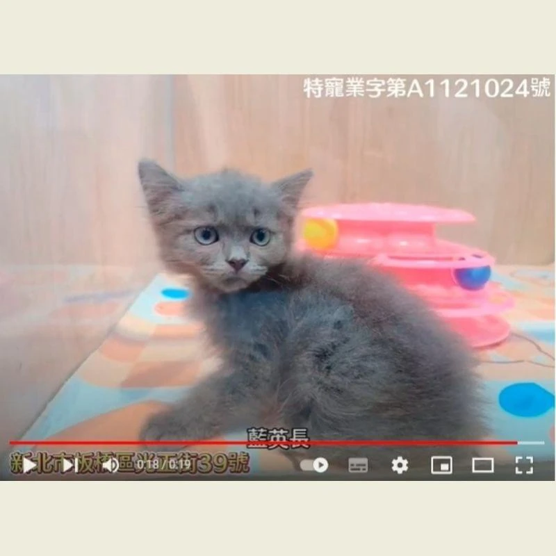 藍英長,英國長毛貓,英長幼貓