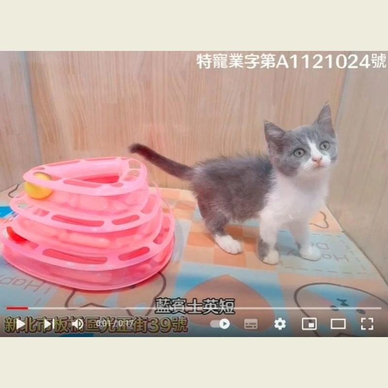 藍賓士英短,英國短毛貓,英短幼貓